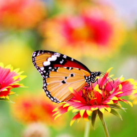 butterfly on a red flower