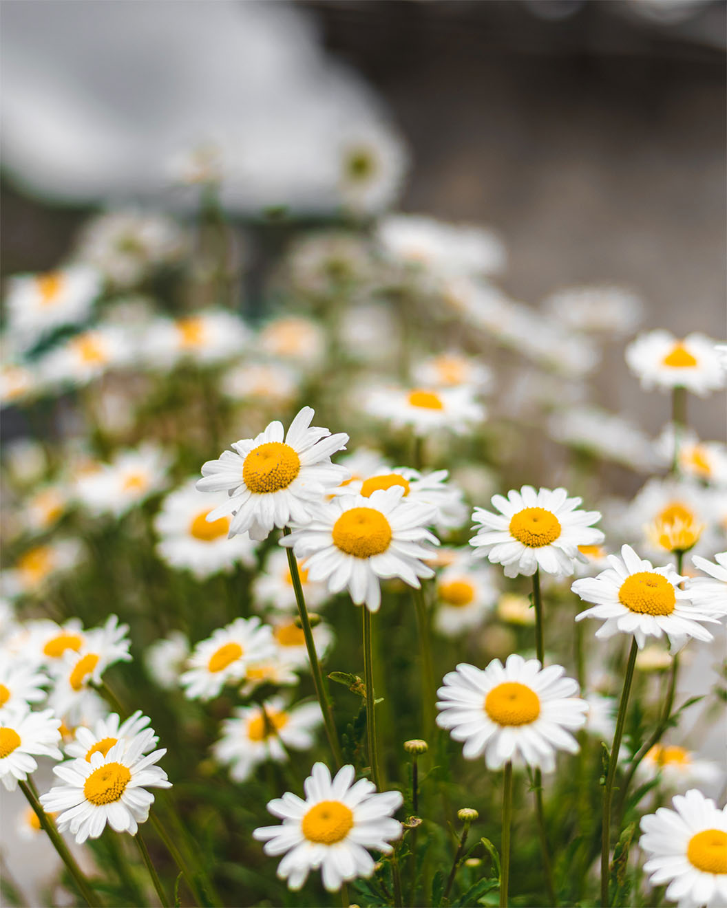 bunch of Daisies