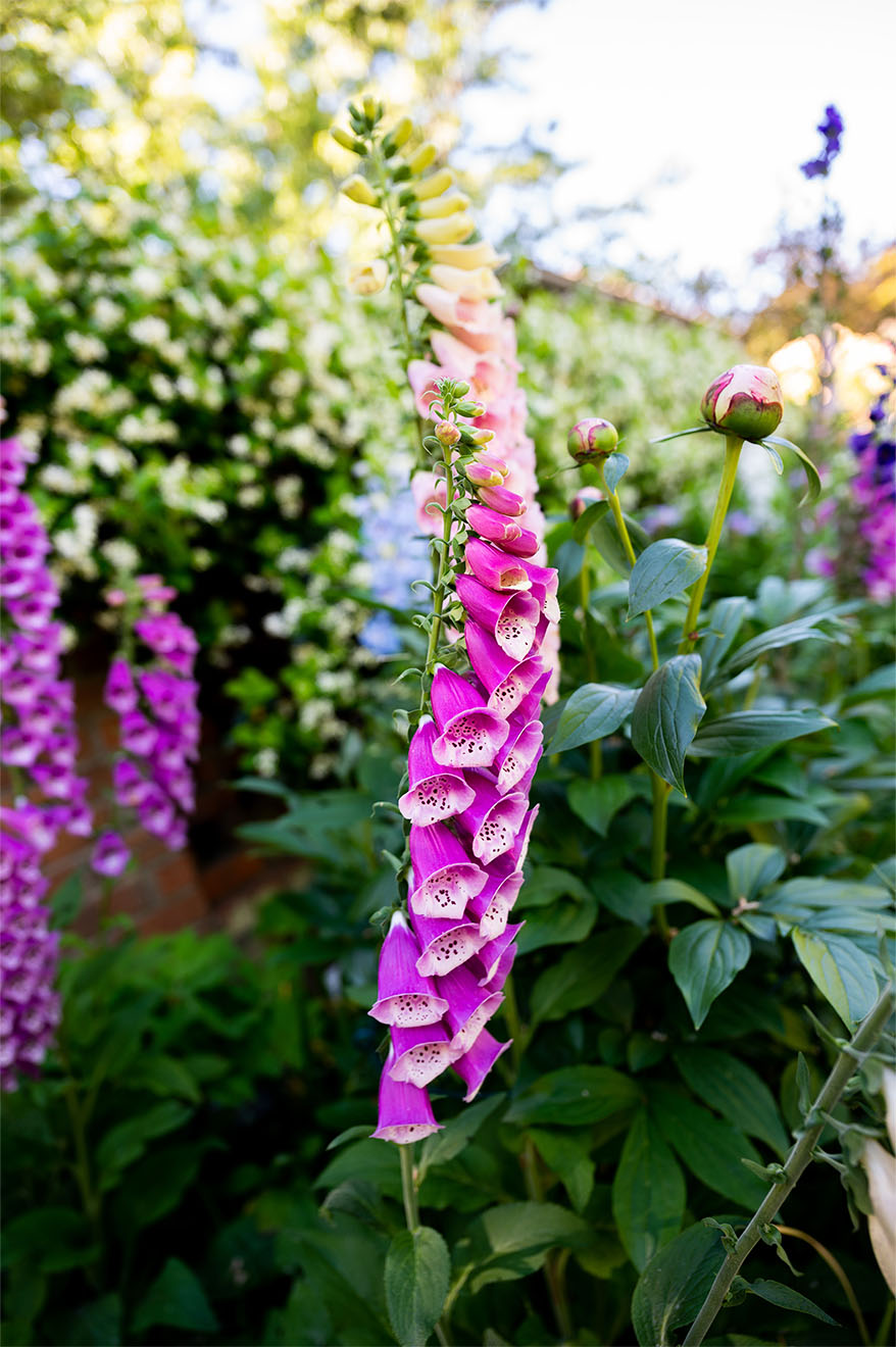 purple foxglove flowers