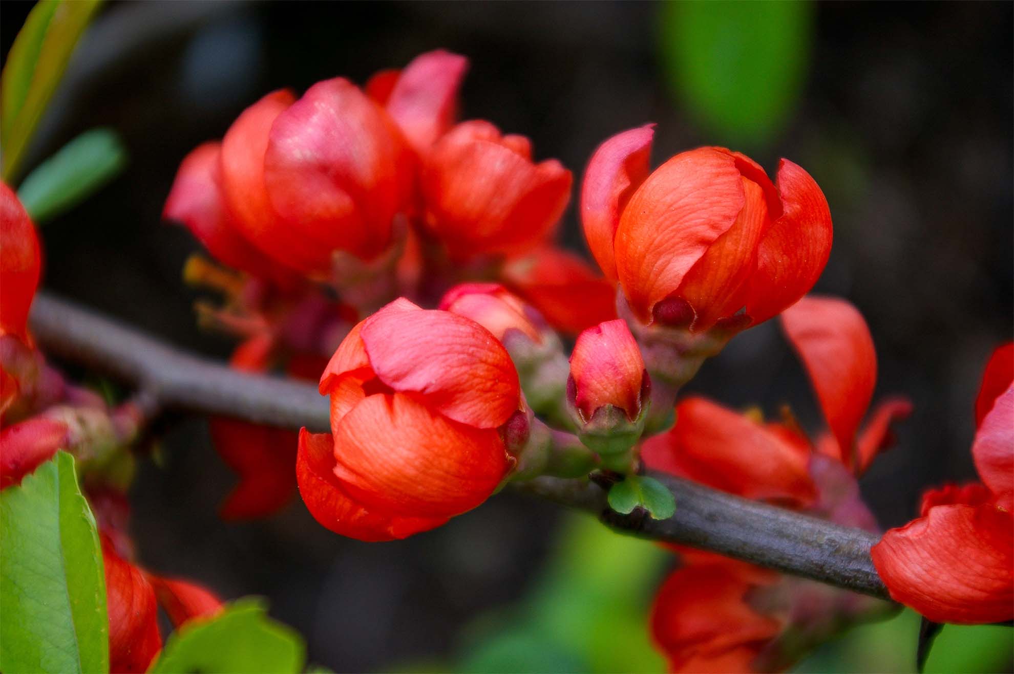 red flower buds